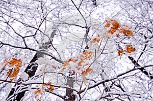 Bright orange maple leaves covered with white snow, winter frosty day