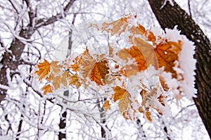 Bright orange maple leaves covered with white snow, winter frosty day