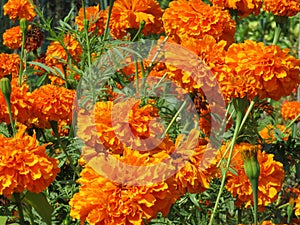 Bright Orange Marigold Flowers in September