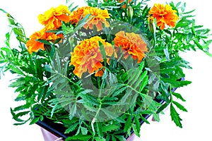 Bright orange marigolds in plastic pots