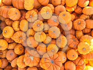 Bright orange mini pumpkins background