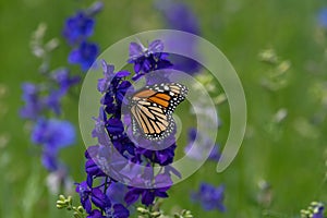 Bright orange Monarch butterfly on a purple Larkspur flower