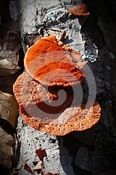 Bright Orange Mushroom or Fungi on a Dead Log