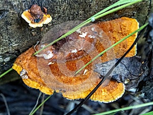 Bright orange tinder mushroom, with the Latin name Polyporaceae, macro photo