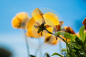 Bright orange pansy flower against blue sky