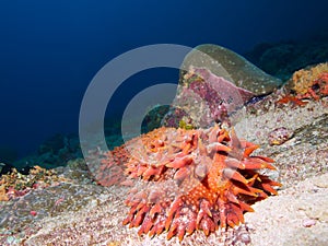 Bright orange pineapple sea cucumber