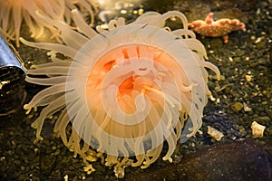 Bright Orange Pink Anemone