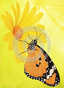 Bright orange plain tiger butterfly, Danaus chrysippus, on a marigold flower on yellow blured background.