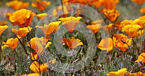 Bright orange Poppy flowers in Antelope valley, California