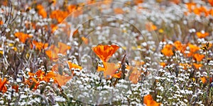 Bright orange Poppy flowers between white wildflowers close up shot