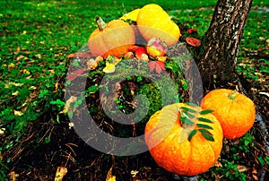 bright orange pumpkins with red apples, walnuts, cones in the autumn forest on green moss, on an old stump from birch