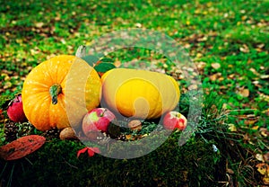 bright orange pumpkins with red apples, walnuts, cones in the autumn forest on green moss, on an old stump from birch