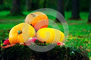 bright orange pumpkins with red apples, walnuts, cones in the autumn forest on green moss, on an old stump from birch