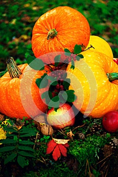 bright orange pumpkins with red apples, walnuts, cones in the autumn forest on green moss, on an old stump from birch