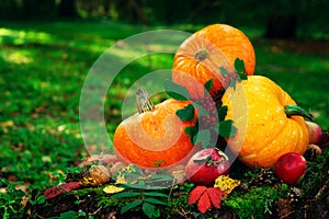 bright orange pumpkins with red apples, walnuts, cones in the autumn forest on green moss, on an old stump from birch