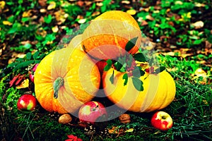 bright orange pumpkins with red apples, walnuts, cones in the autumn forest on green moss, on an old stump from birch