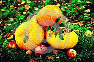 Bright orange pumpkins with red apples, walnuts, cones in the autumn forest on green moss, on an old stump from birch