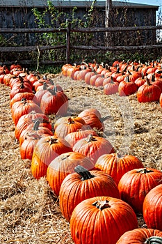 Bright orange pumpkins in a row