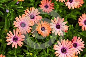 Bright orange and purple African Daisy bloom in a garden