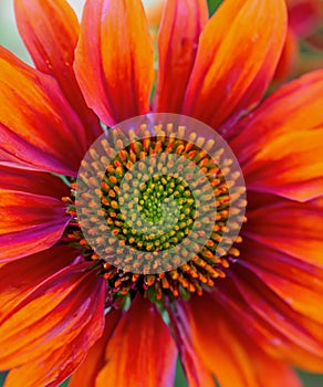 Bright orange-red flower close up