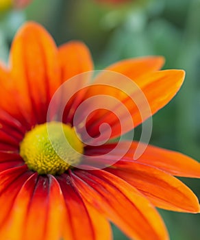 Bright orange-red flower close up