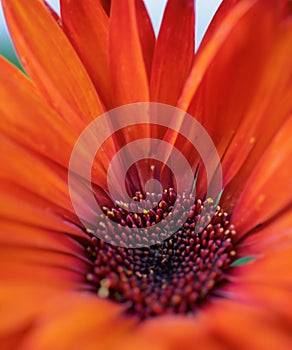 Bright orange-red flower close up