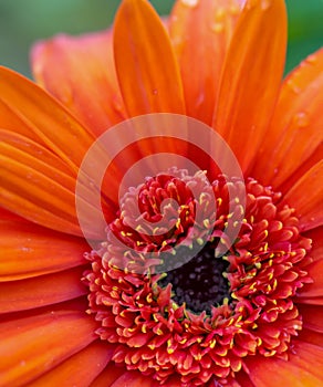 Bright orange-red flower close up
