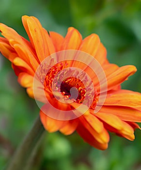 Bright orange-red flower close up