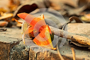 A bright orange and red single flower Bengal kino Leaf-ess while flowering