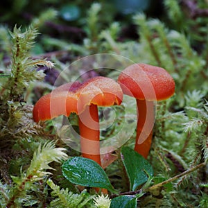 bright orange red tiny mushroom nestled in the mossy forest floor
