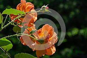 Bright orange roses Westerland against sun with dark green leaves background photo
