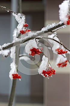Bright orange Rowan ash hanging in clusters on branches covered with a snow