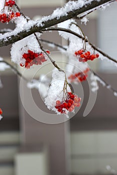 Bright orange Rowan ash hanging in clusters on branches covered with a snow