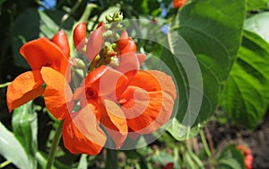 A bright orange runner bean flower