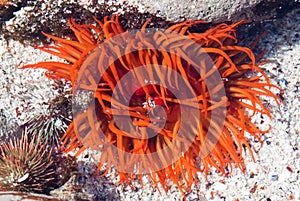 Bright orange sea anemone