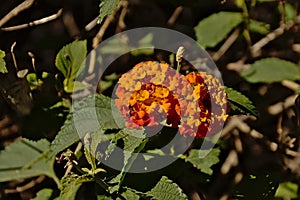 Bright orange Spanish flag flowers - Lantana camara