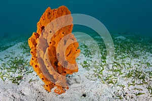 Bright Orange Sponge and Seagrass Bed photo