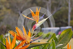 A bright orange Strelitzia flower in full bloom in a garden