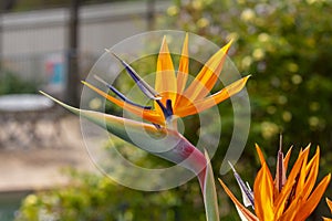 A bright orange Strelitzia flower in full bloom in a garden