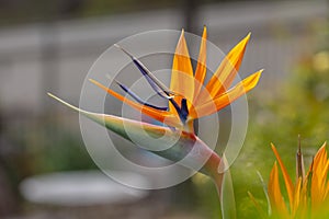 A bright orange Strelitzia flower in full bloom in a garden