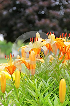 Bright Orange Summer Lilies