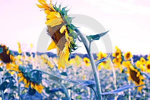Bright orange sunflower on the field, beautiful field flower, plant