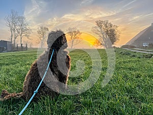 Bright orange sunrise at fields with brown labradoodle dog watching the sun