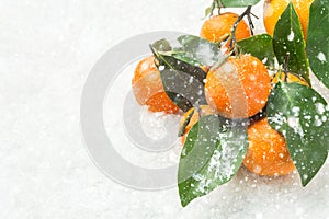 Bright orange tangerines on branches with green leaves falling snow. Winter Christmas New Year holiday scene. Greeting card