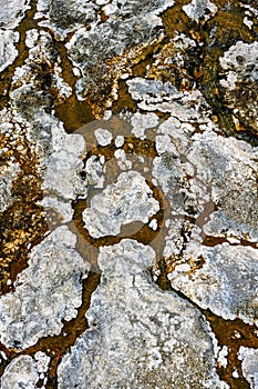 Bright orange thermophiles, microorganisms, in Black Warrior Lake, Yellowstone National Park, USA