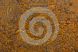 Bright orange thermophiles, microorganisms in found in hot springs thermal environments, Yellowstone National Park, USA