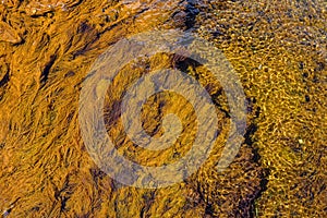 Bright orange thermophiles, microorganisms in found in hot springs thermal environments, Yellowstone National Park, USA