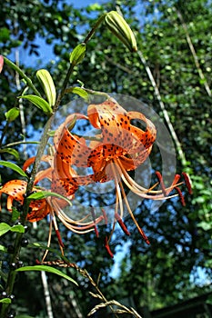 Bright orange tiger Lily on background of sky and trees