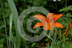 Bright Orange Tiger Lily Blooming