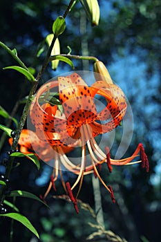 Bright orange tiger Lily close up